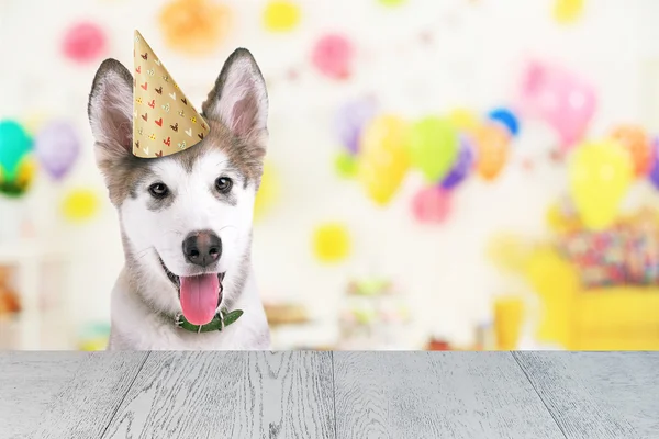 Funny dog celebrating birthday party