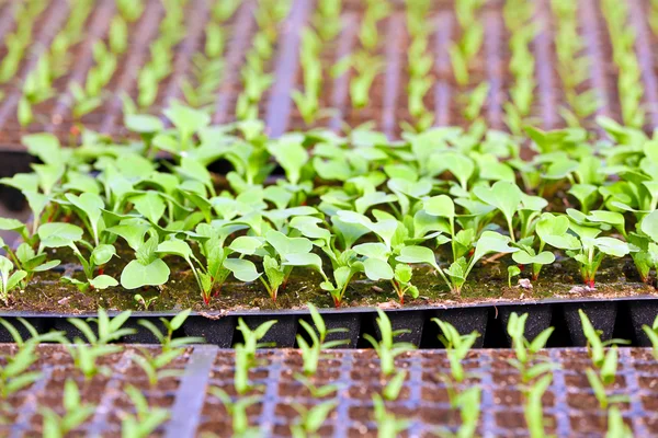 Black trays with soil for seedlings