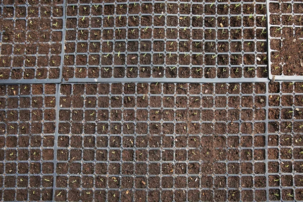 Black trays with soil for seedlings