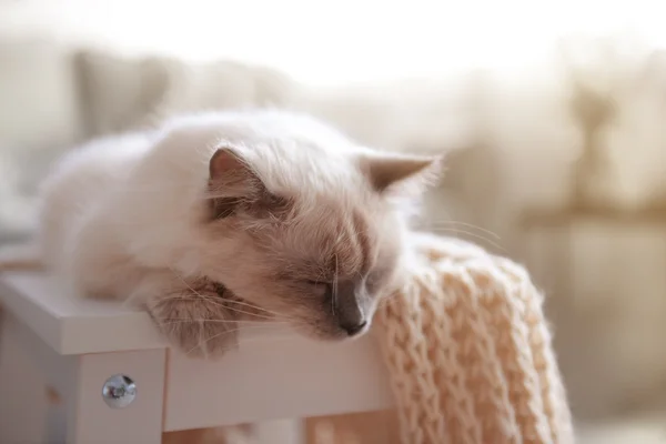Color-point cat lying on chair