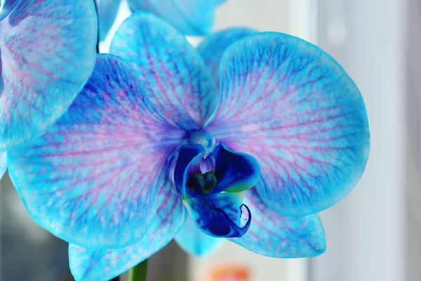 Beautiful blue orchid flowers