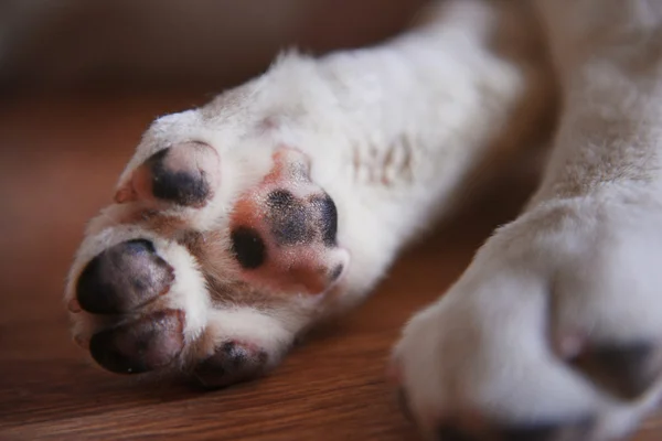 Dog paws on floor