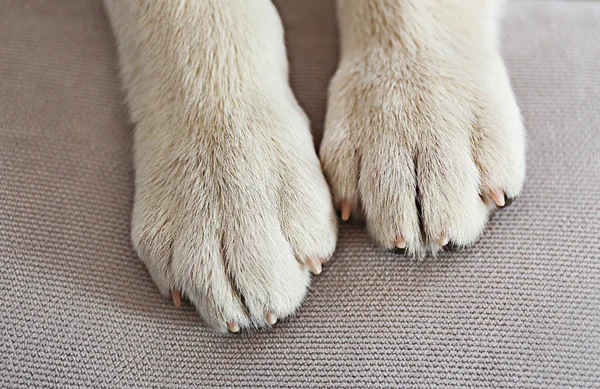 Dog paws closeup