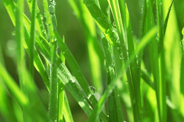 Wet grass after the rain