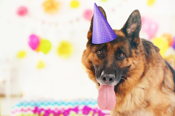 Funny dog celebrating birthday party