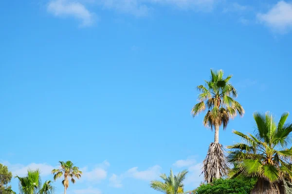 Green palms on blue sky