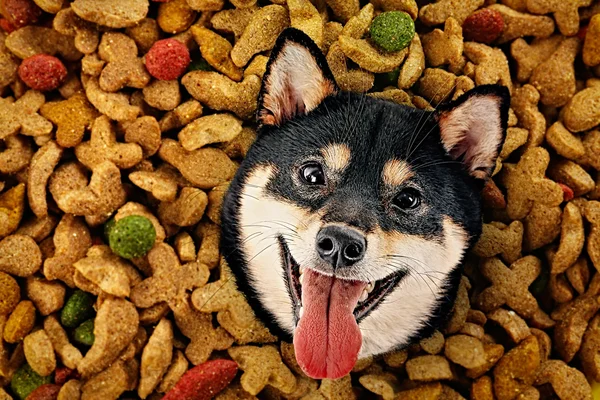 Funny dog with food
