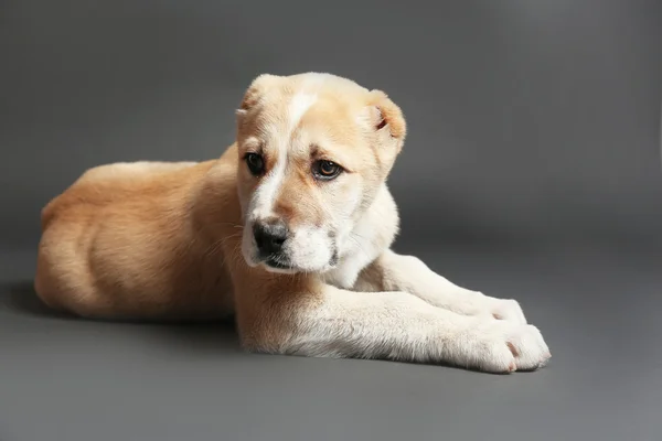 Central Asian Shepherd puppy