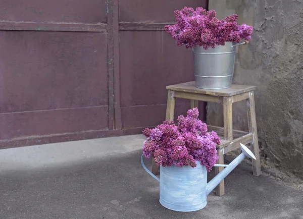 Purple lilac in metal bucket
