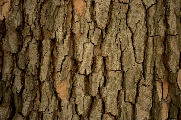 Natural tree bark