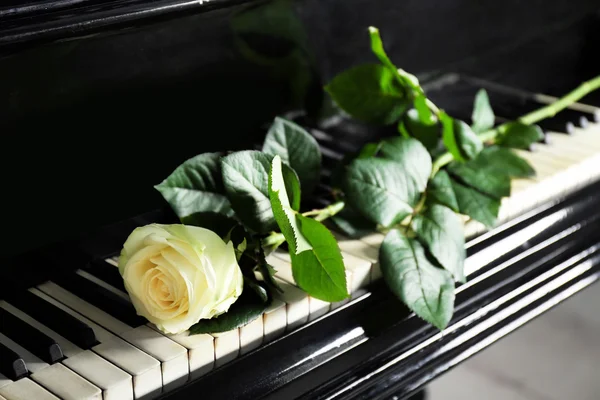 Beautiful white rose on piano keys