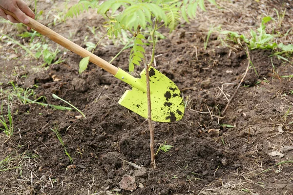 Tree planting close up