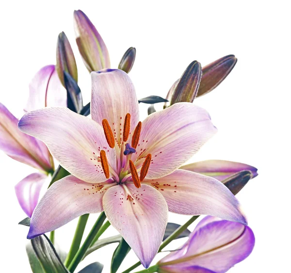 Beautiful lilies isolated
