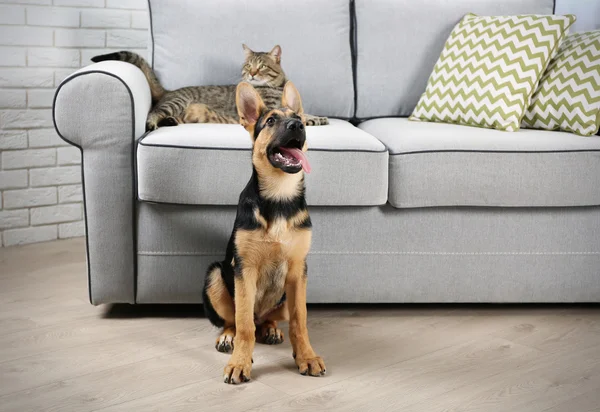 Cat and dog in living room