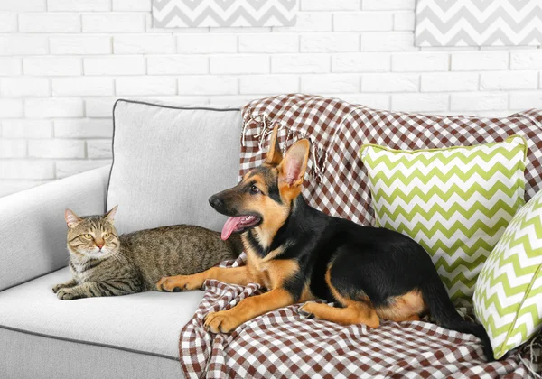 Cute cat and funny dog