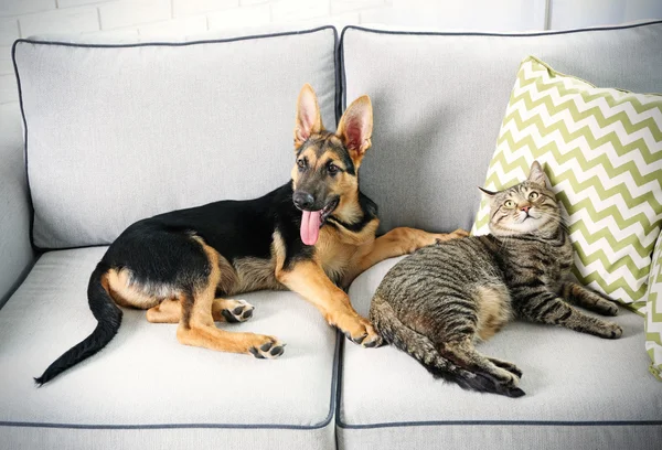 Cute cat and funny dog