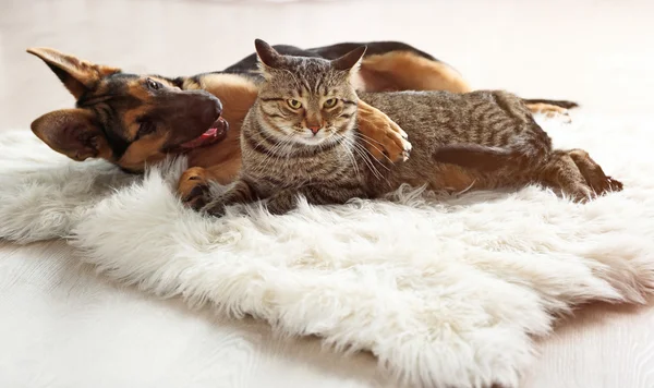 Cute cat and funny dog