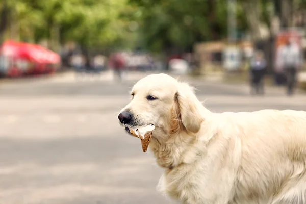 Dog eating ice-cream