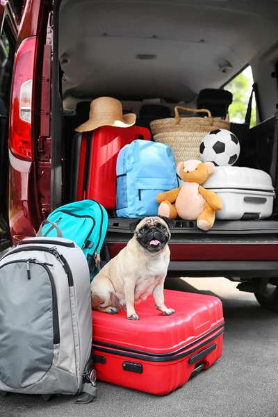 Car trunk with cute pug