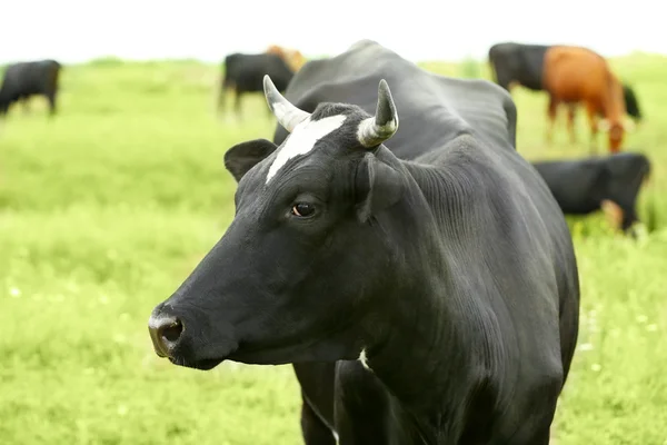 Cow grazing meadow