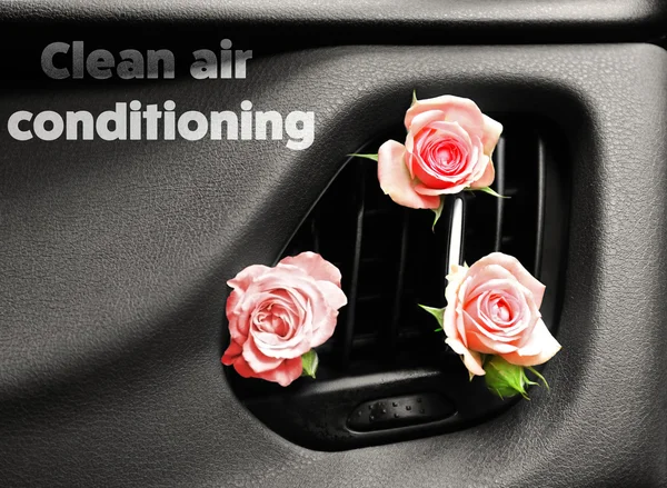 Roses in car air vent