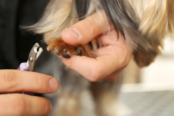 Canine hairdresser at salon