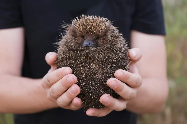 Male hands holding hedgehog