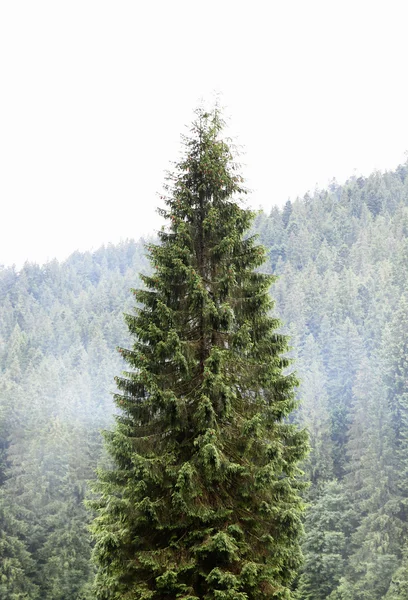 Lonely tree in forest