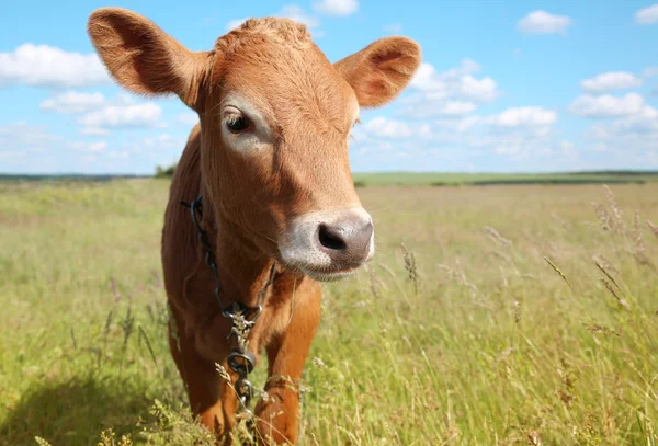Young calf on green field