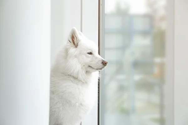 Samoyed dog looking through window