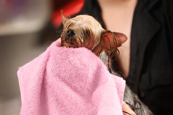 Canine hairdresser wiping dog with towel