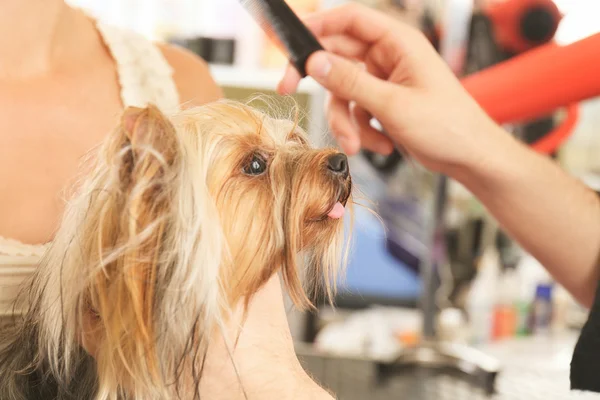hairdresser with Yorkshire dog