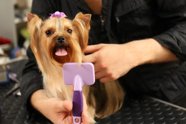 Canine hairdresser grooming dog