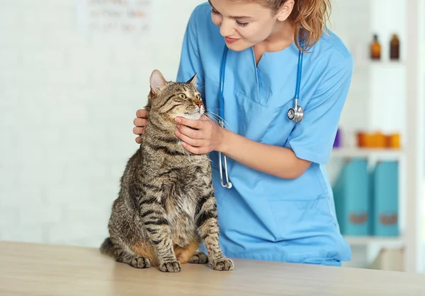 Veterinarian doctor and cat