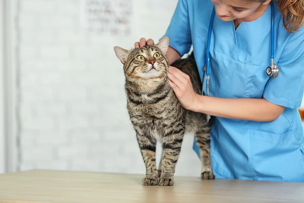 Veterinarian doctor and cat