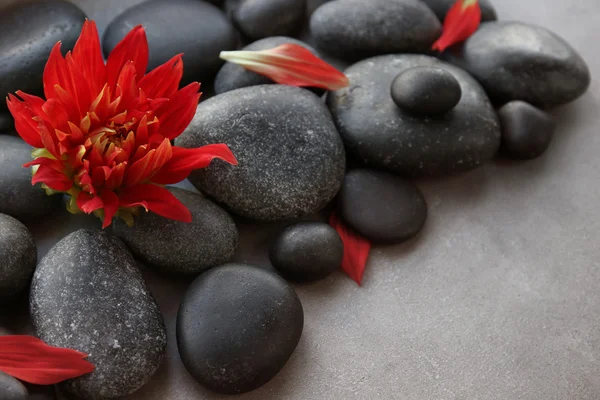 Spa stones with flower and petals on  gray background