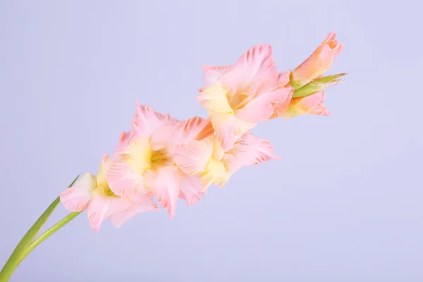 Beautiful gladiolus flowers on light color background