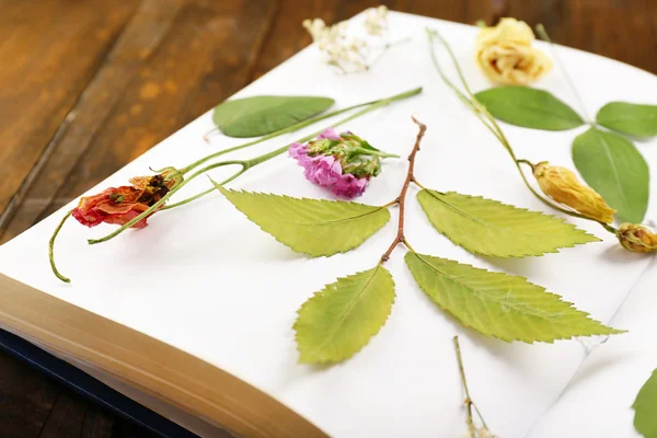 Dry up plants on book on table close up