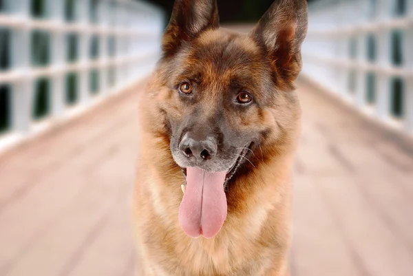 Cute dog outdoors