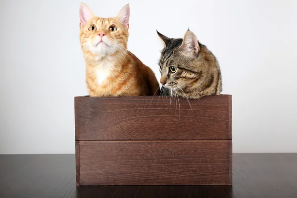 Cats in box