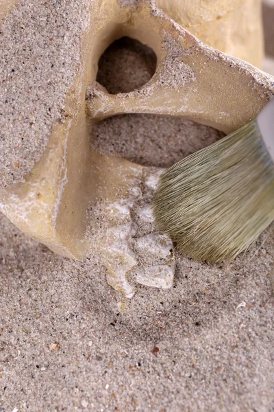 Human skull in sand and brush