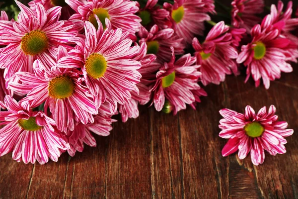 Purple chrysanthemum on wooden background