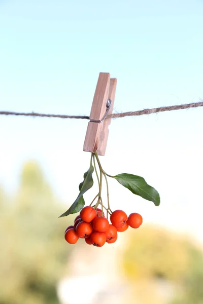 Ashberry branch hanging on rope