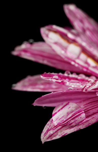 Water drops on purple flower on dark background