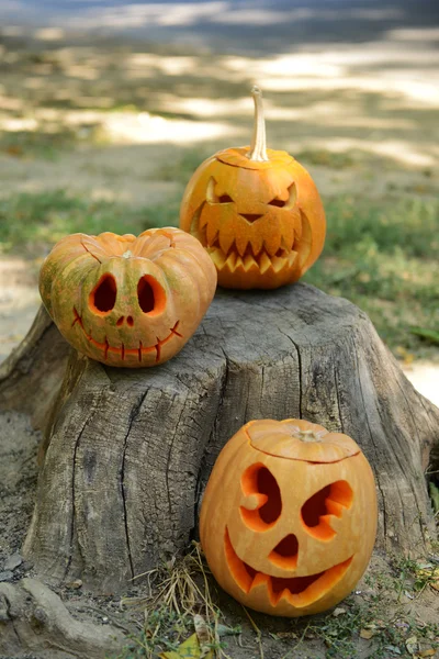 Pumpkins for holiday Halloween