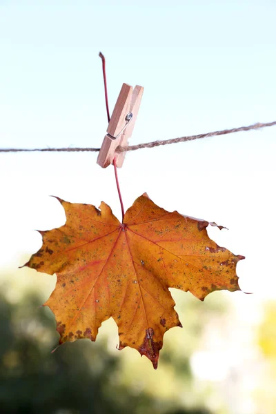 Maple leaf on rope