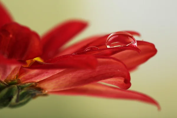 Water drop on red flower on dark background
