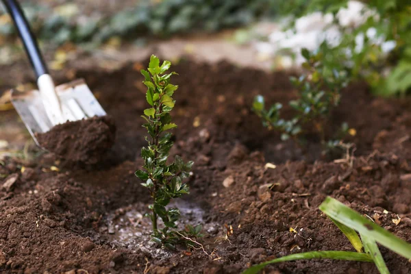 Agricultural tree planting