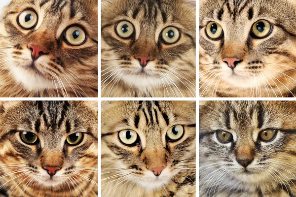 Cat faces collage