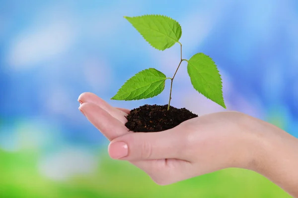 Plant in hand